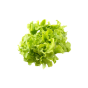 Green Vegetable