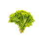 Green Vegetable